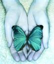 borboleta.jpg